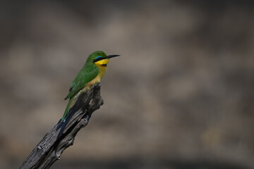 Little bee-eater in profile on dead bough