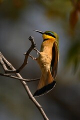 Little bee-eater grabs thin branch while landing
