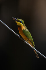 Little bee-eater holds insect on diagonal wire