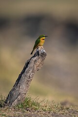 Little bee-eater in profile on diagonal stump