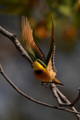 Little bee-eater lifts both wings taking off