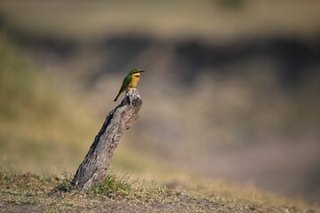 Little bee-eater on diagonal stump in profile