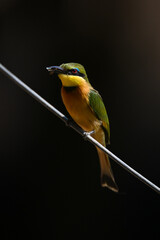 Obraz premium Little bee-eater on diagonal wire holds insect