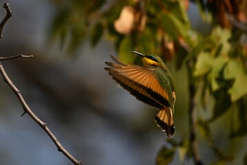 Little bee-eater flaps wings ready to land