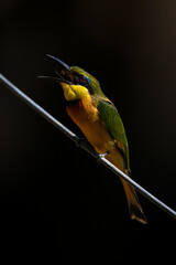 Little bee-eater on diagonal wire swallows insect