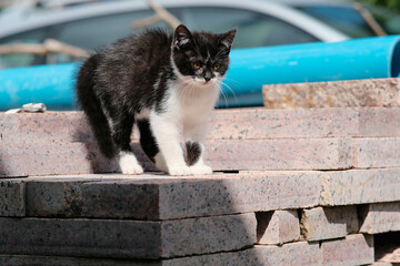 A playful kitten sits on a colorful stack of bricks, happily exploring its surroundings