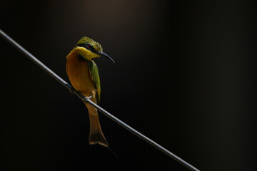 Little bee-eater on diagonal wire staring down