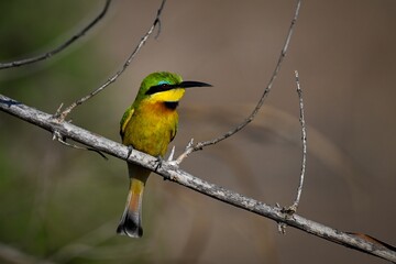 Little bee-eater on dry branch looking right