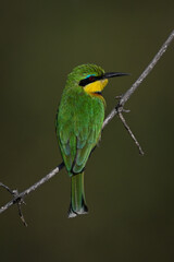 Little bee-eater on dry branch turning head