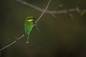 Little bee-eater on dry bough with catchlight