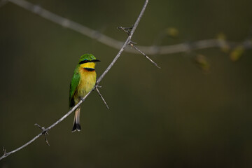 Little bee-eater on dry branch watching camera