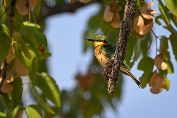 Little bee-eater on dry branch among leaves