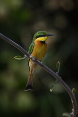 Little bee-eater on leafy bough turning head