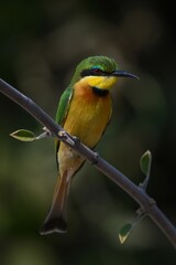 Little bee-eater on leafy bough watching camera