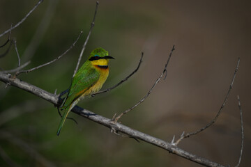 Little bee-eater on dry branch in sun