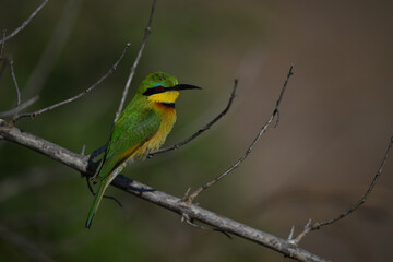 Little bee-eater on dry branch in profile