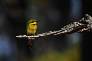Little bee-eater on dry log with catchlight