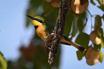 Little bee-eater on dry branch lifting beak