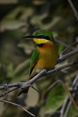 Little bee-eater on leafy branch turning head