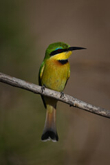 Little bee-eater on sloping branch turning head