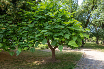 Southern catalpa (Catalpa bignonioides) tree with large green leaves in city park on sunny day, full view of tree. © Marek
