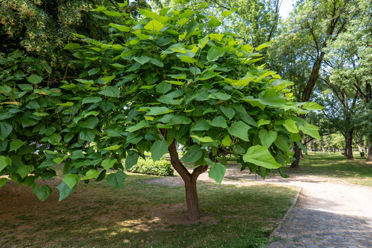 Southern catalpa (Catalpa bignonioides) tree with large green leaves in city park on sunny day, full view of tree.