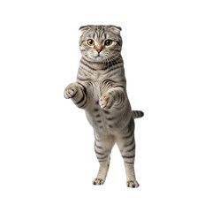 Curious scottish fold cat standing upright on white background looking forward