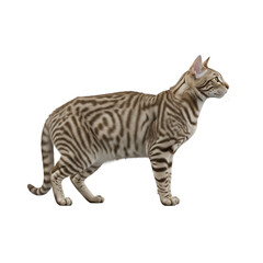 A striking silver tabby cat with distinctive rosetted markings stands alert on a white background