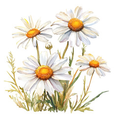 Field Daisies Golden Summer, watercolor drawing vector, isolated on a white background.