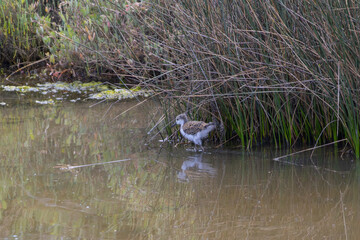 Black winged stilt chick walking in shallow water near reeds