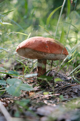 A Beautiful Mushroom is Growing in a Peaceful Forest Clearing Surrounded by Natures Bounty