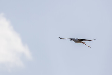 Black winged stilt flying in a cloudy sky with nest material
