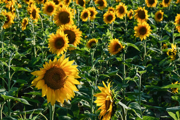 Fototapeta premium A Stunning and Vibrant Sunflower Field Extensively in Full Bloom Under a Clear Blue Sky
