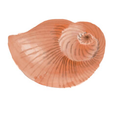 seashell isolated on white