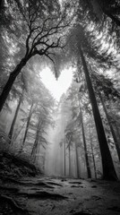 Misty Forest Pathway with Tall Trees in Black and White