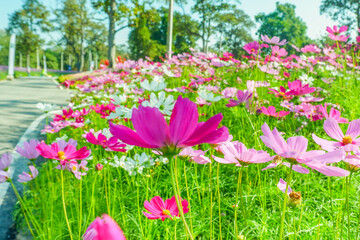 Obraz premium Field of Pink cosmos flowers blooming in garden,wild pink cosmos flowers in spring day,autumn season.