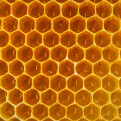 Queen bee laid eggs in honeycombs.
The eggs will eventually develop into larvae.
