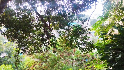 sunlight through the branches