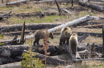 Grizzly Bear Sow and Cubs in Spring in Yellowstone National Park