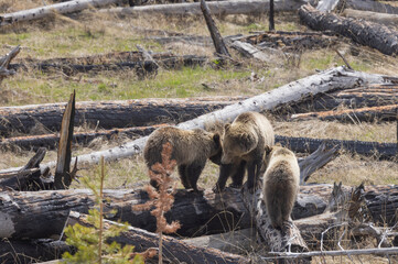 Grizzly Bear Sow and Cubs in Spring in Yellowstone National Park