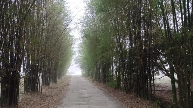 walkway near bamboo tree with fog mist 