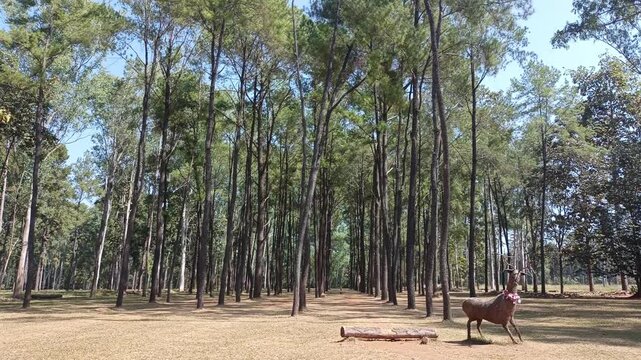 pine tree forest. Calm tranquill nature view