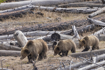 Grizzly Bear Sow and Cubs in Spring in Yellowstone National Park