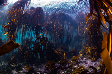 A wide-angle view of a large, dense kelp forest underwater with the tall fronds of the marine alga...