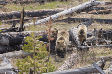 Grizzly Bear Sow and Cubs in Spring in Yellowstone National Park