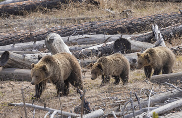 Grizzly Bear Sow and Cubs in Spring in Yellowstone National Park