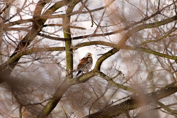 fieldfare (Turdus pilaris) on bare tree branches during wintertime