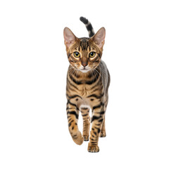 A beautiful bengal cat with distinctive spots walks forward against a white background
