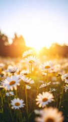 Field of Daisies Bathed in Golden Sunset Light.