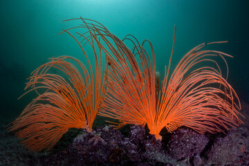 Two large orange Flagellar sea fan or Whip fans (Eunicella albicans) growing on the cold water reef...